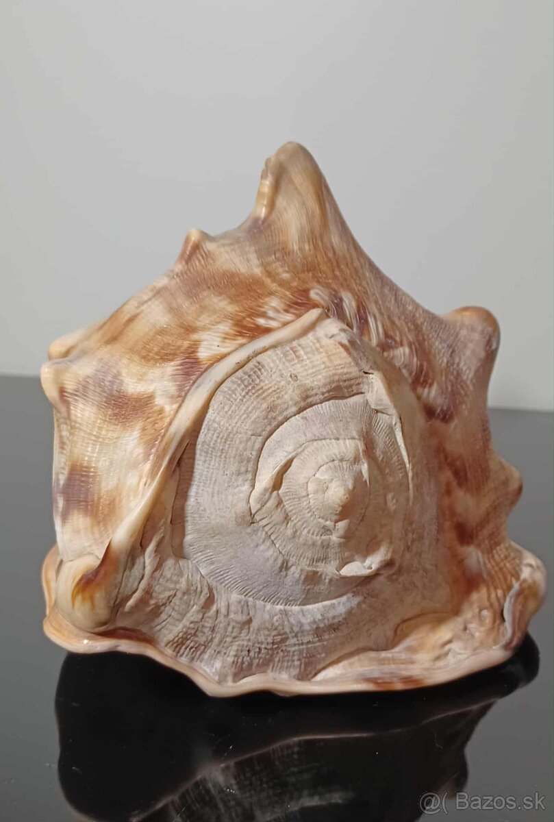 Krásna stará veľká mušľa - 3