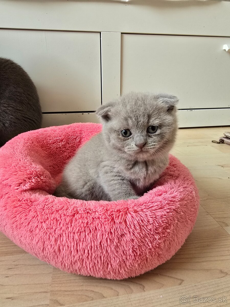 Škodské mačiatka - 3