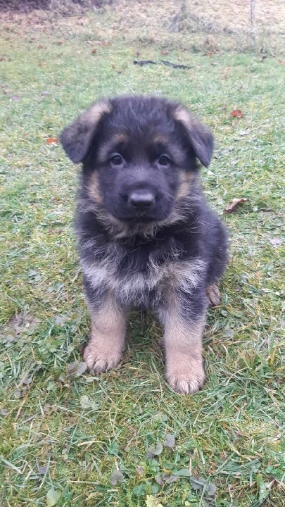 Nemecký ovčiak šteniatka - 3