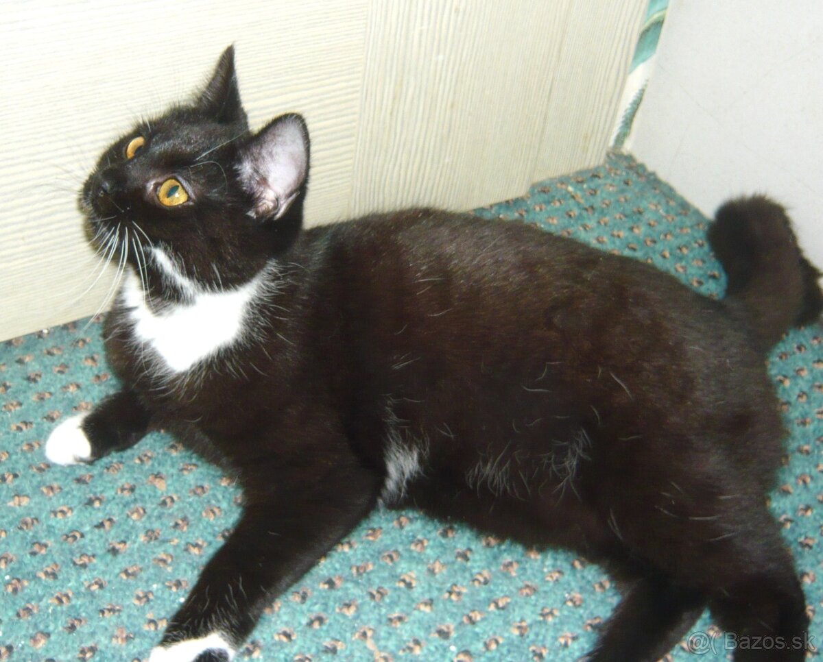 Čaká na dobrú rodinku - 3