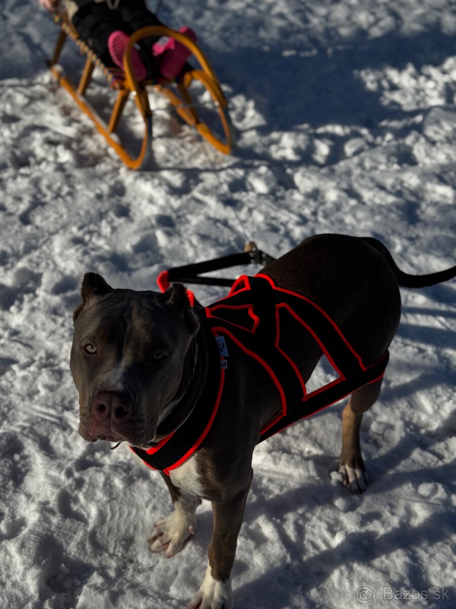 American bully xl lilac tricolor - 3