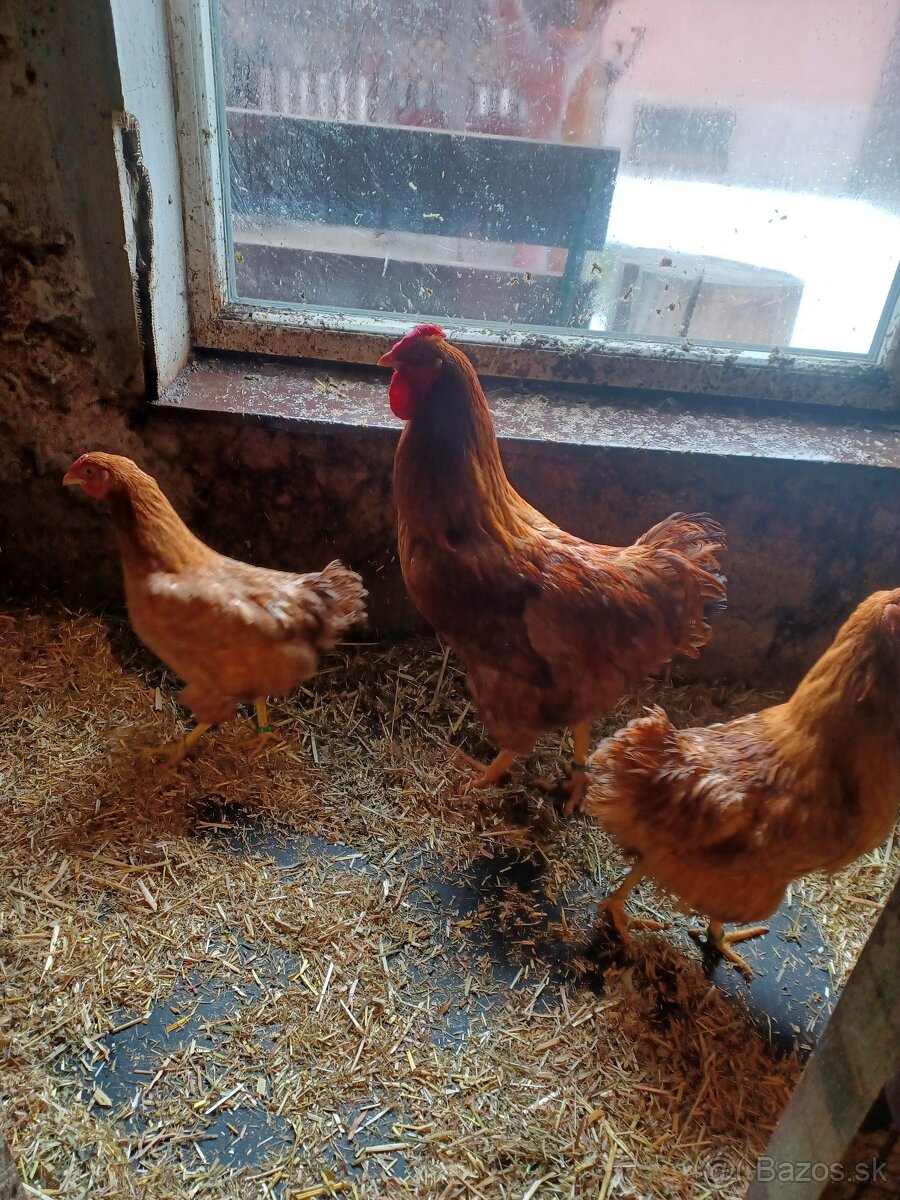 Oravka zlato hnedá N.V. - 3