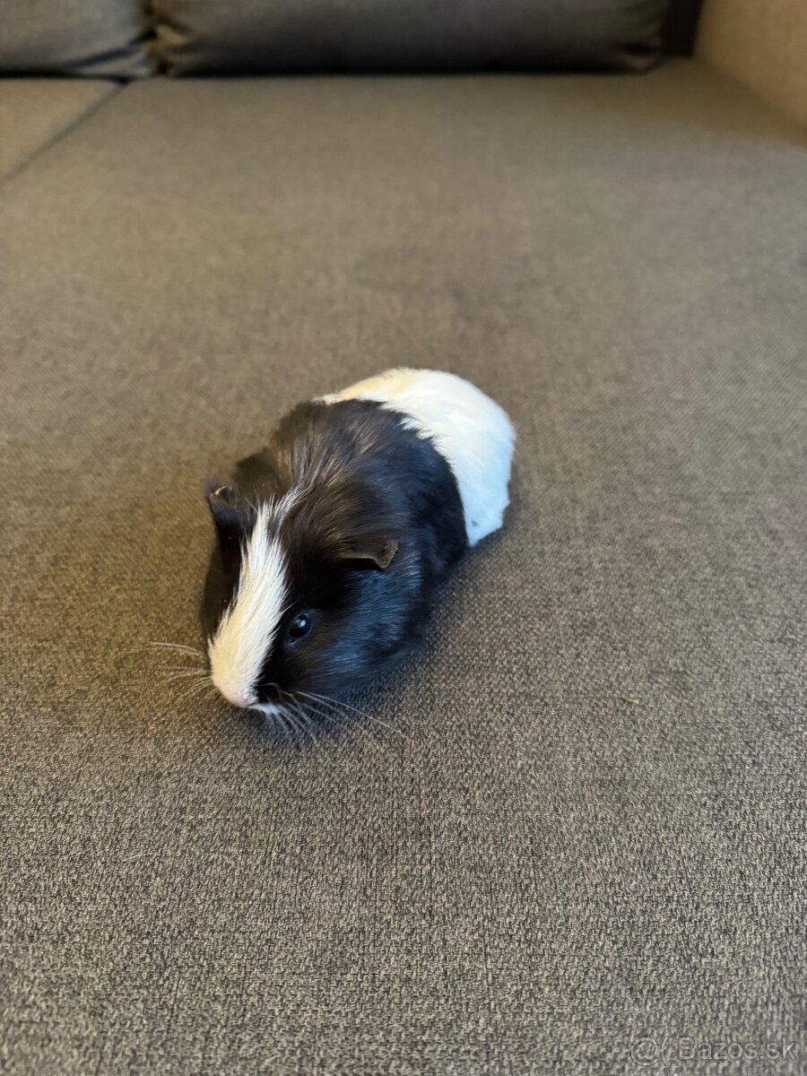 Morské prasiatka - 3