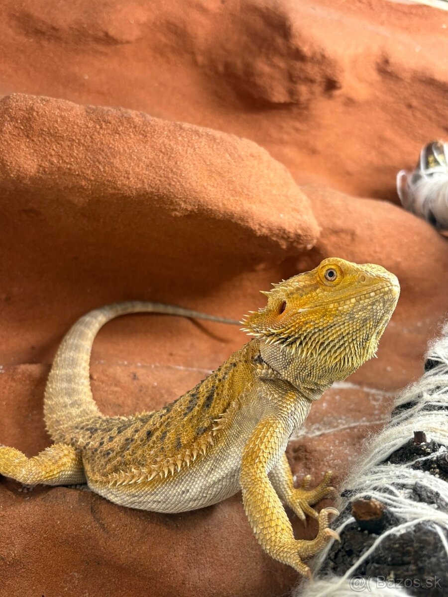Predám 2 agamy s terárkom a príslušenstvom - 3