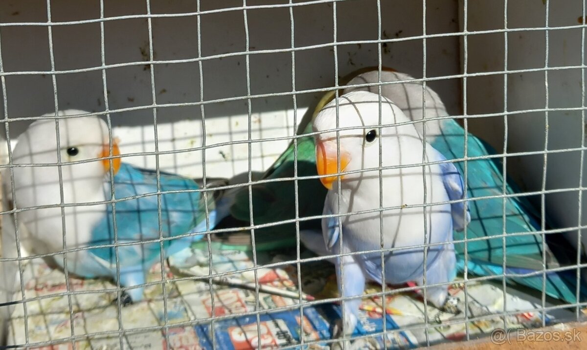 Agapornisy fischeri a škraboškové - 3