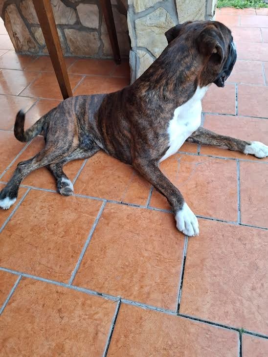 Nemecký boxer Capa Negro na krytie - 3