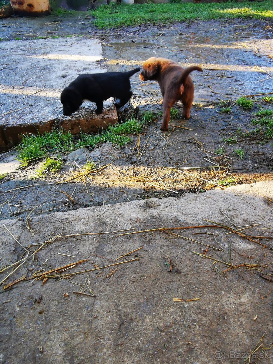 Labrador, šteniatka - 3