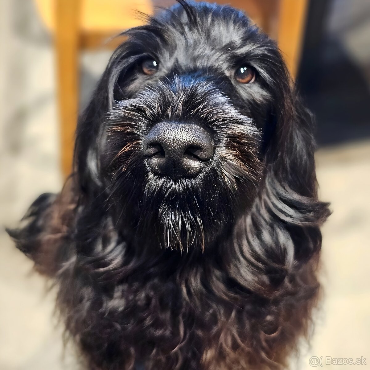 Portugalský vodný pes s PP - 3