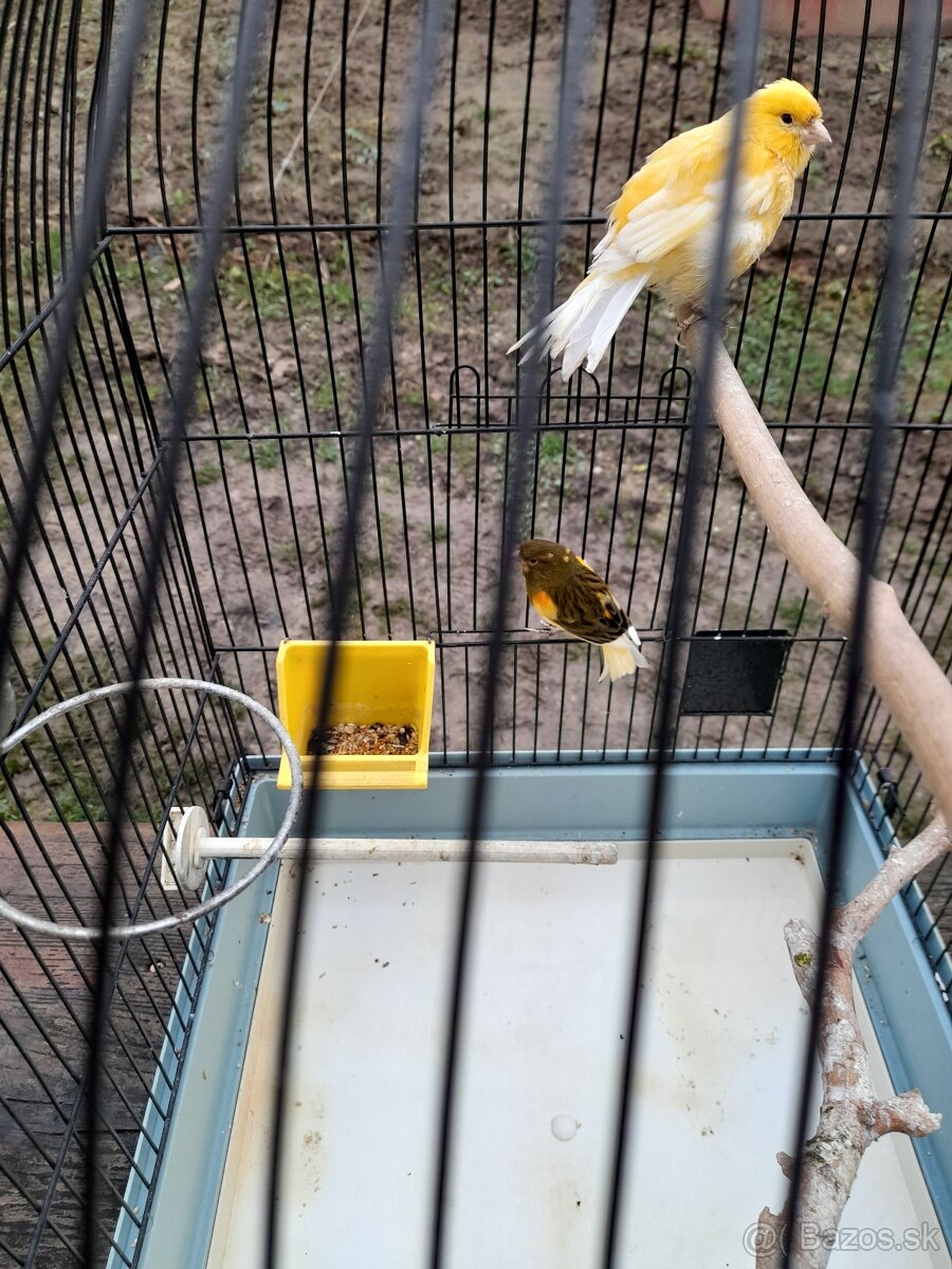 Predám kanárov - 3