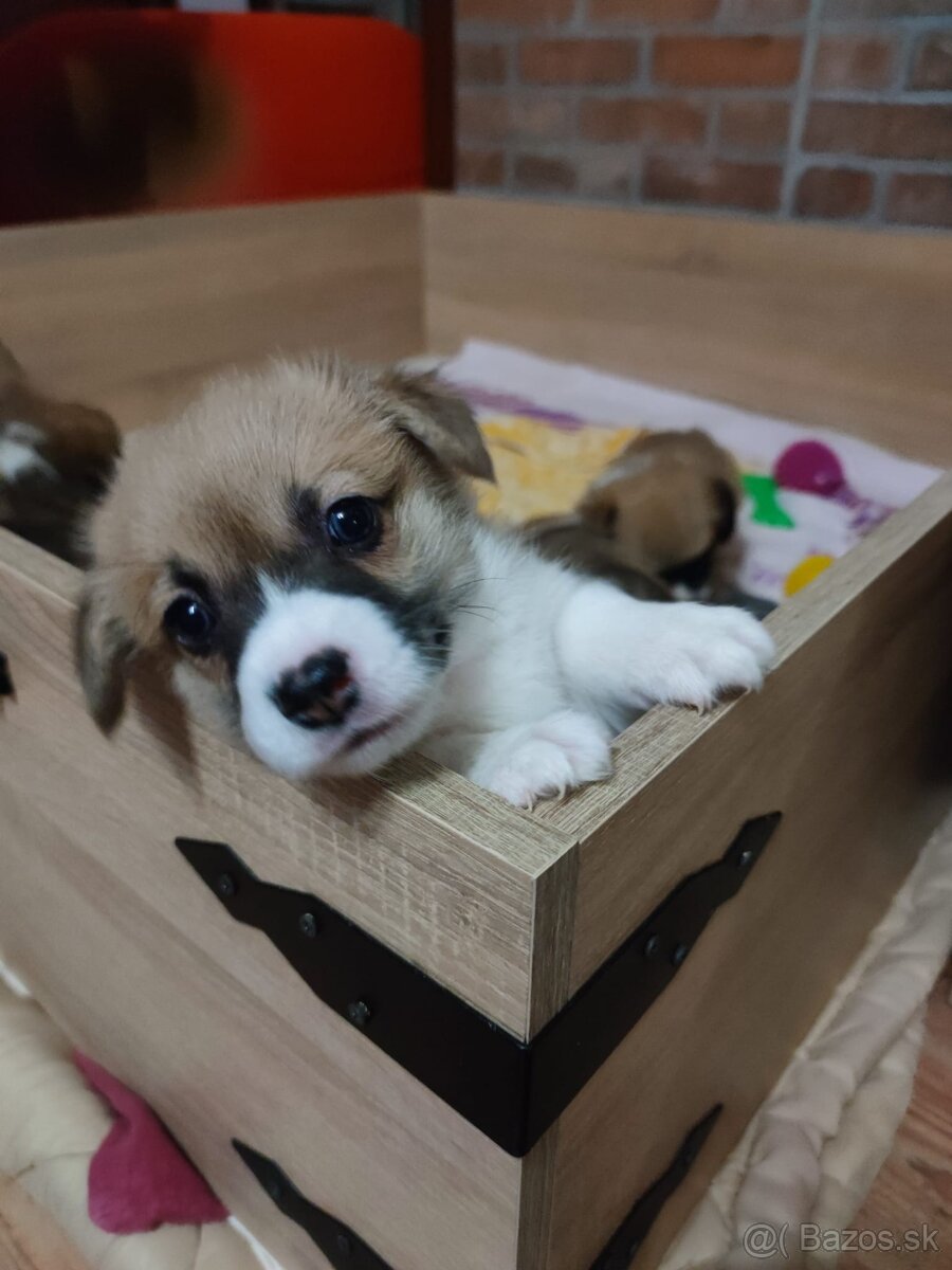 Welsh Corgi Pembroke - 3