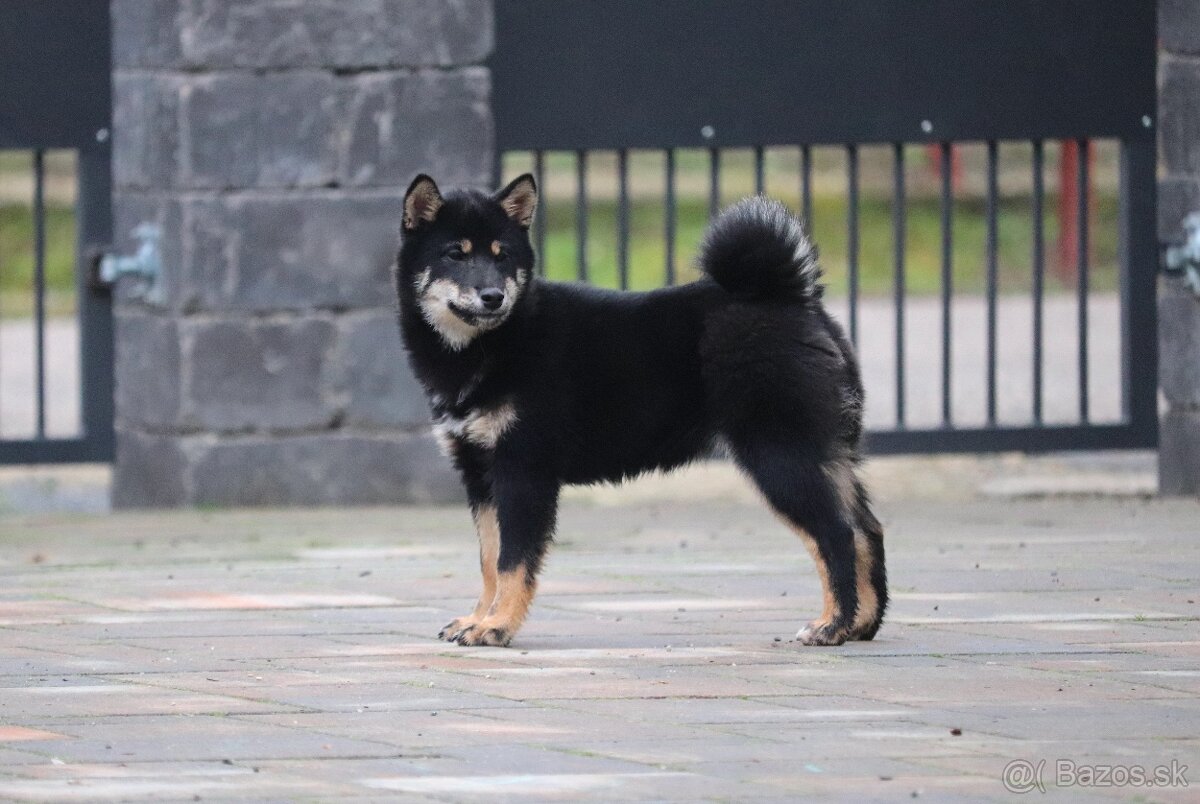 Shiba inu s PP - čierna sučka - 3