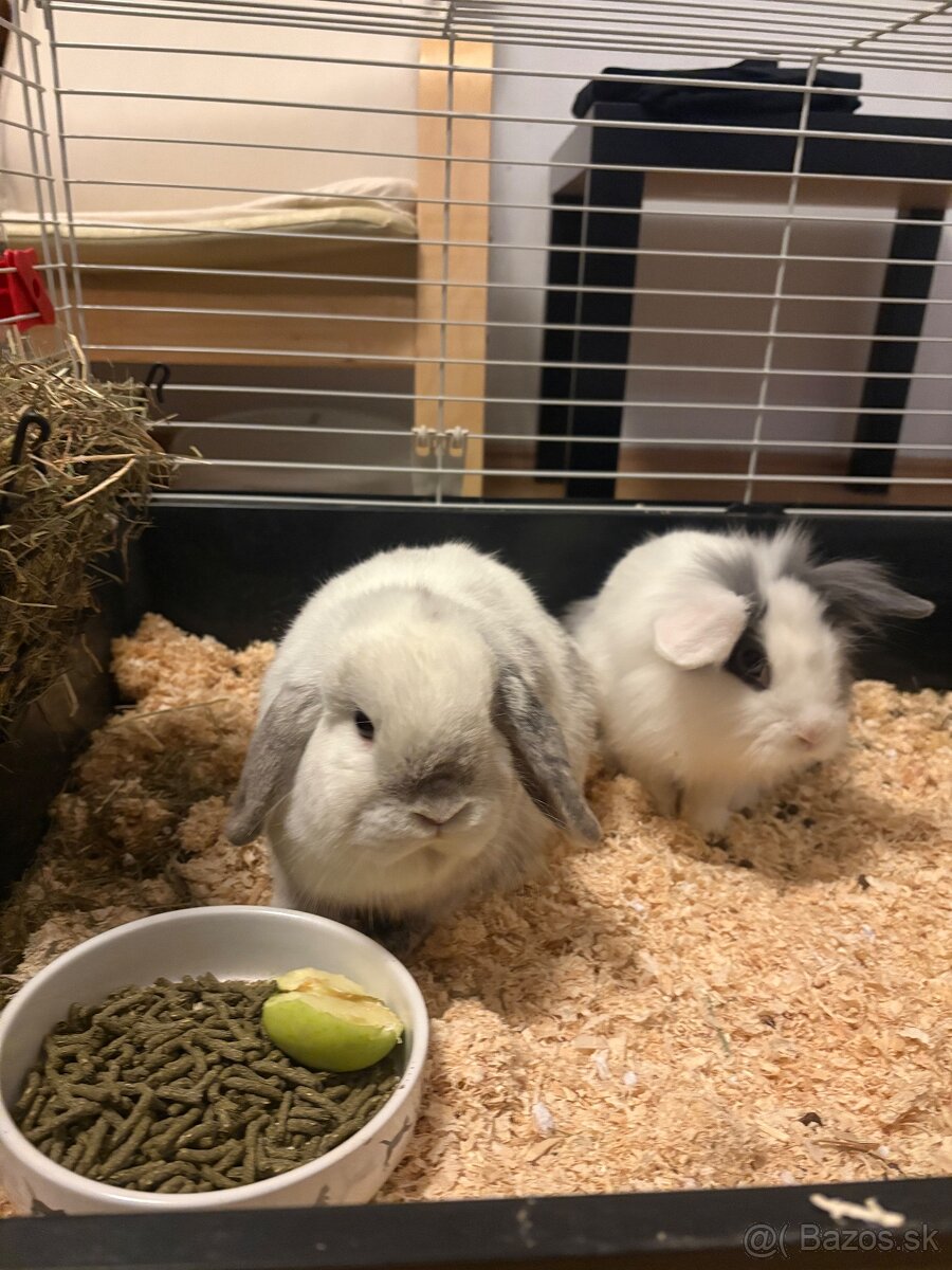 DARUJEM SURNE DVA ZAJACE - 3