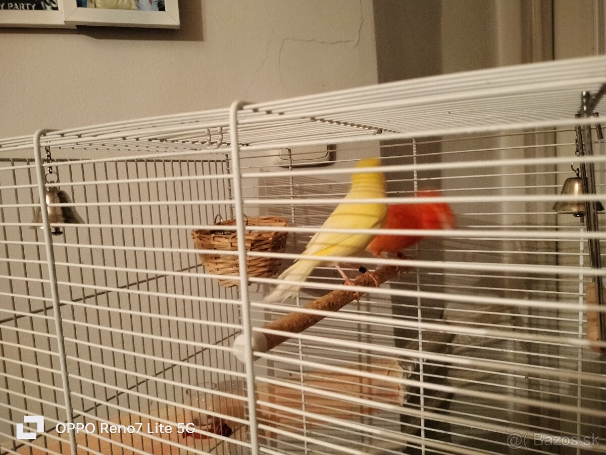 Predám kanáriky - 3