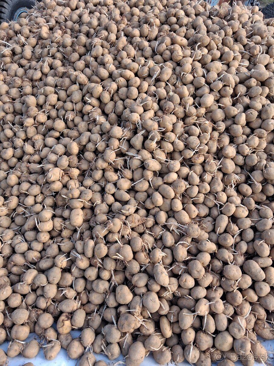 Predam krmne zemiaky - 3