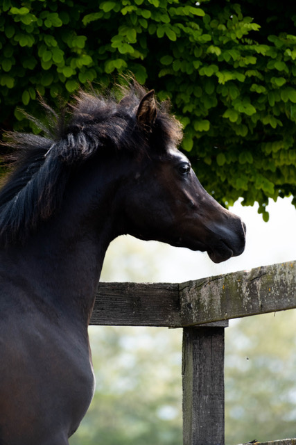 Arabský plnokrvník - 3