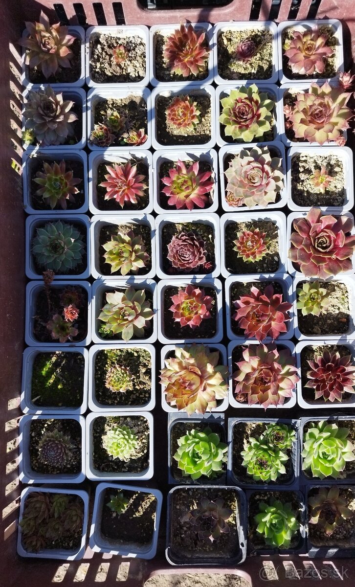 Skalničky / Skalne ruze / Sempervivum - 3