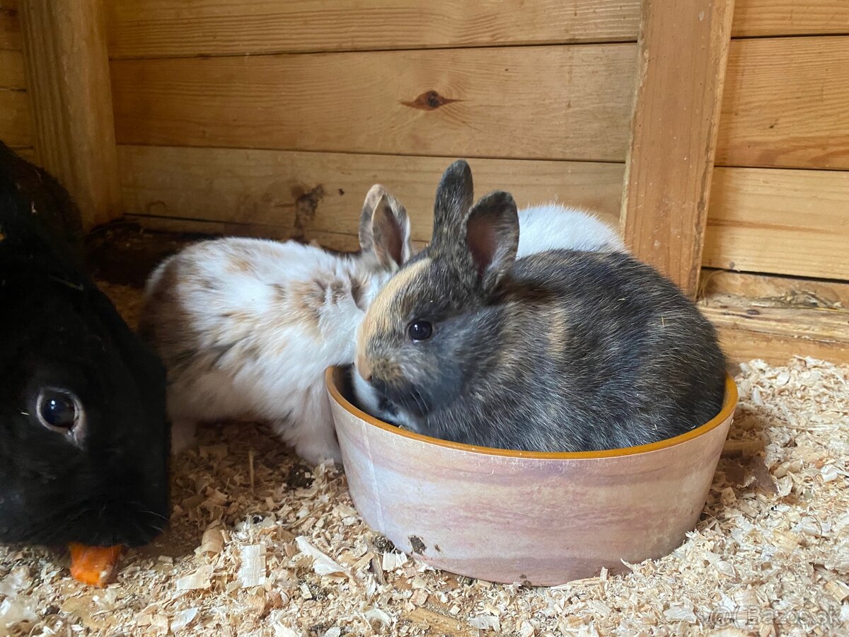 Hyla x Burgundsky x Dalmatinsky rex - 3