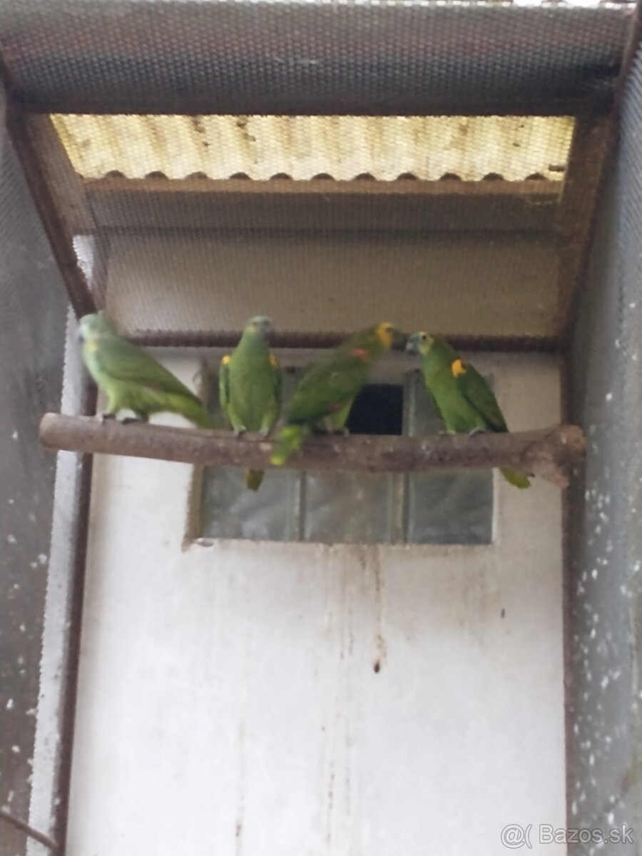 Papagáje predaj - 3