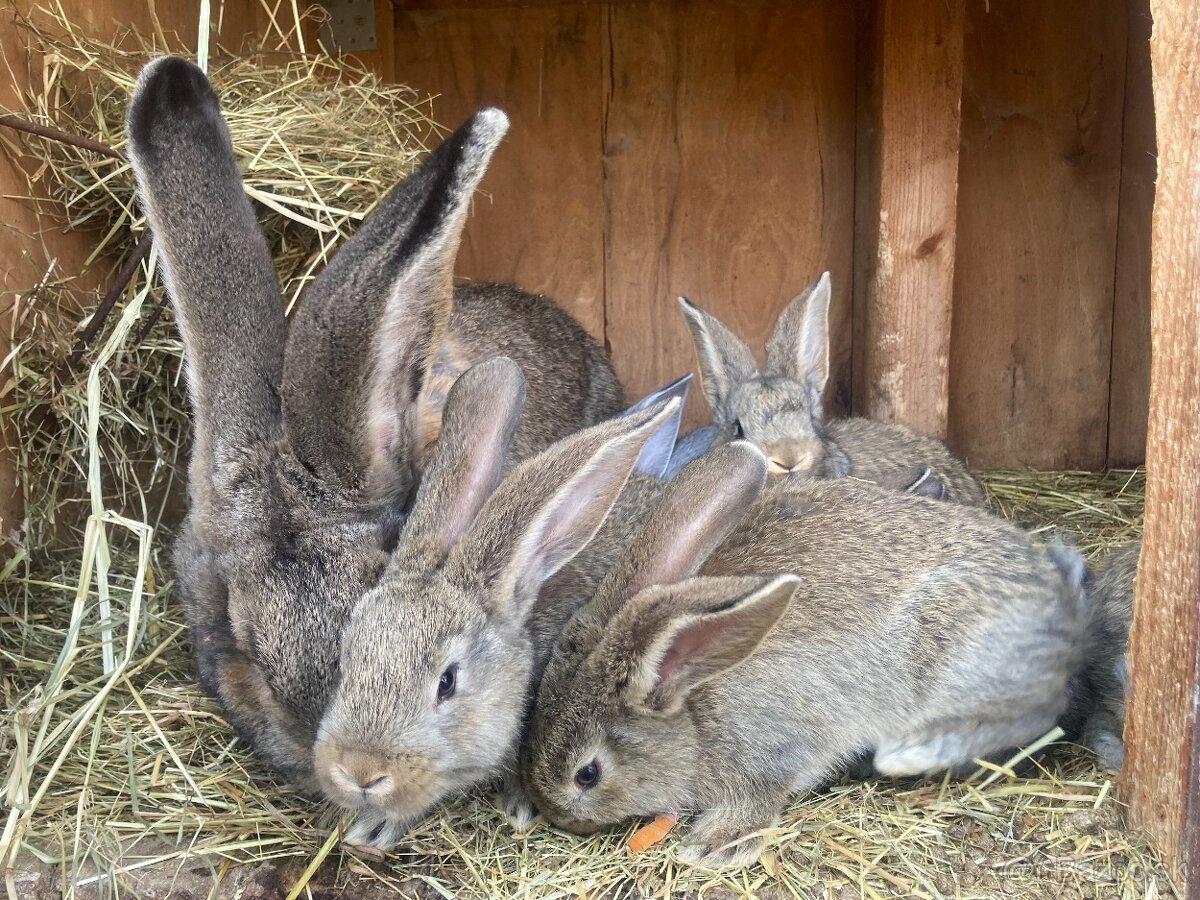 Zajace,kraliky,belgicky obor - 3