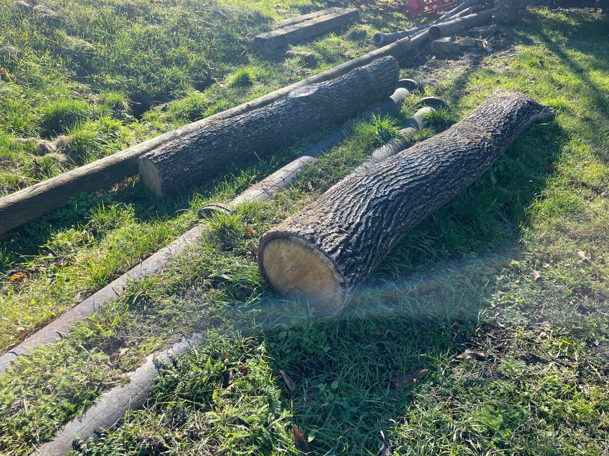 Dubová guľatina - 3