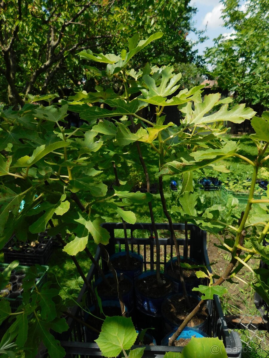 Figa - figovníky - 3