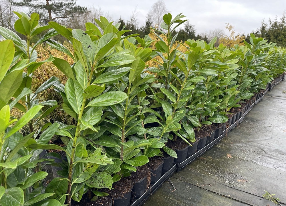 VAVRÍNOVEC LEKÁRSKY NOVITA - DOVOZ DO 48H - 3