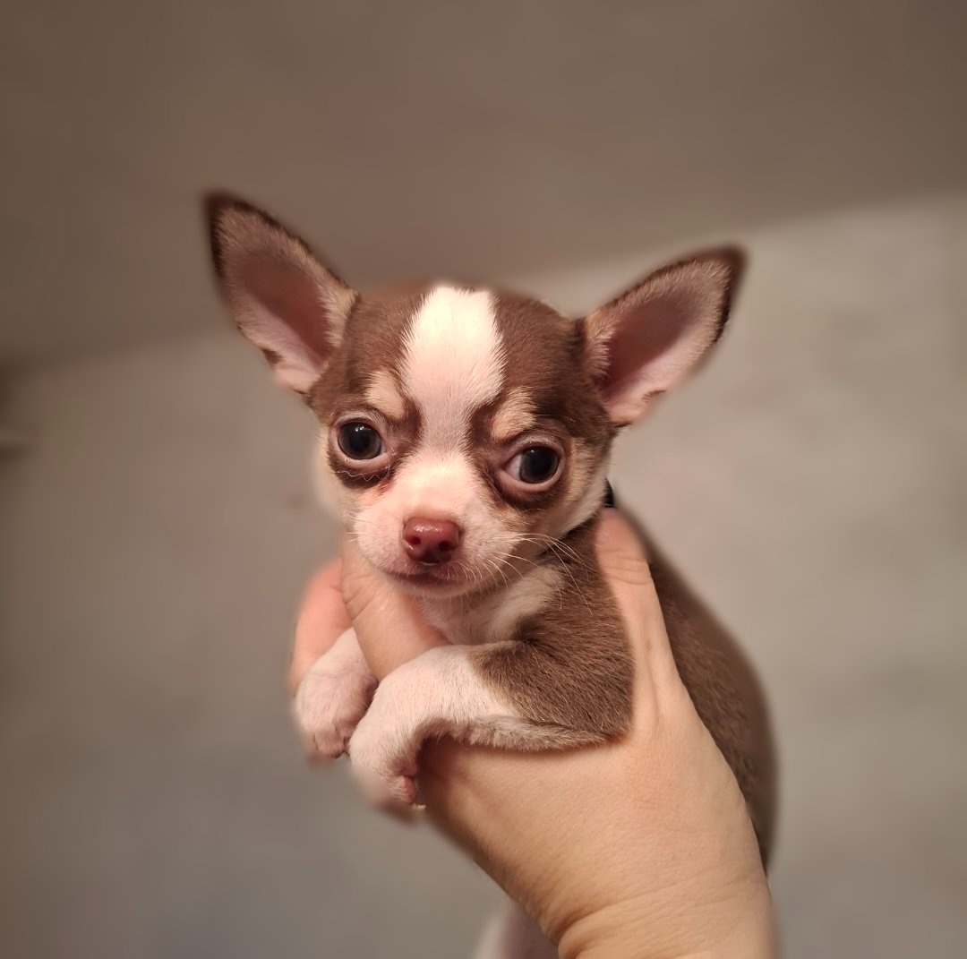 čivava bračekovia - 3