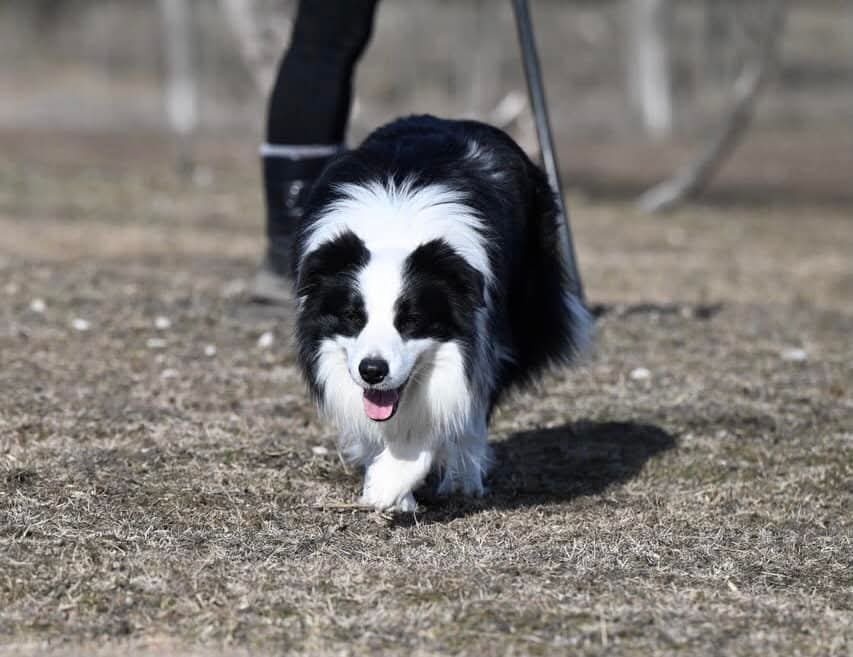 Border kólia s PP - 3