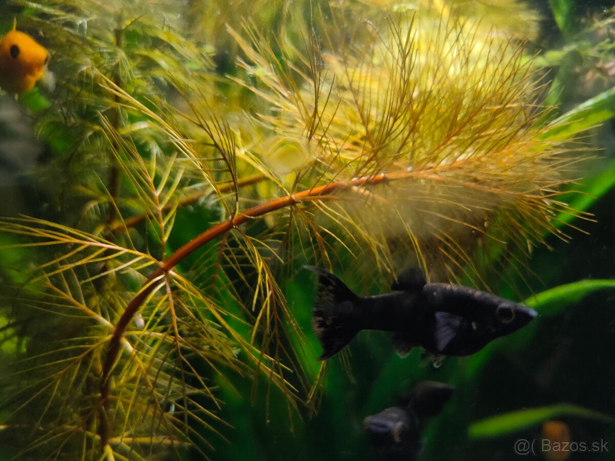 RASTLINY Z AKVARIA m - 3