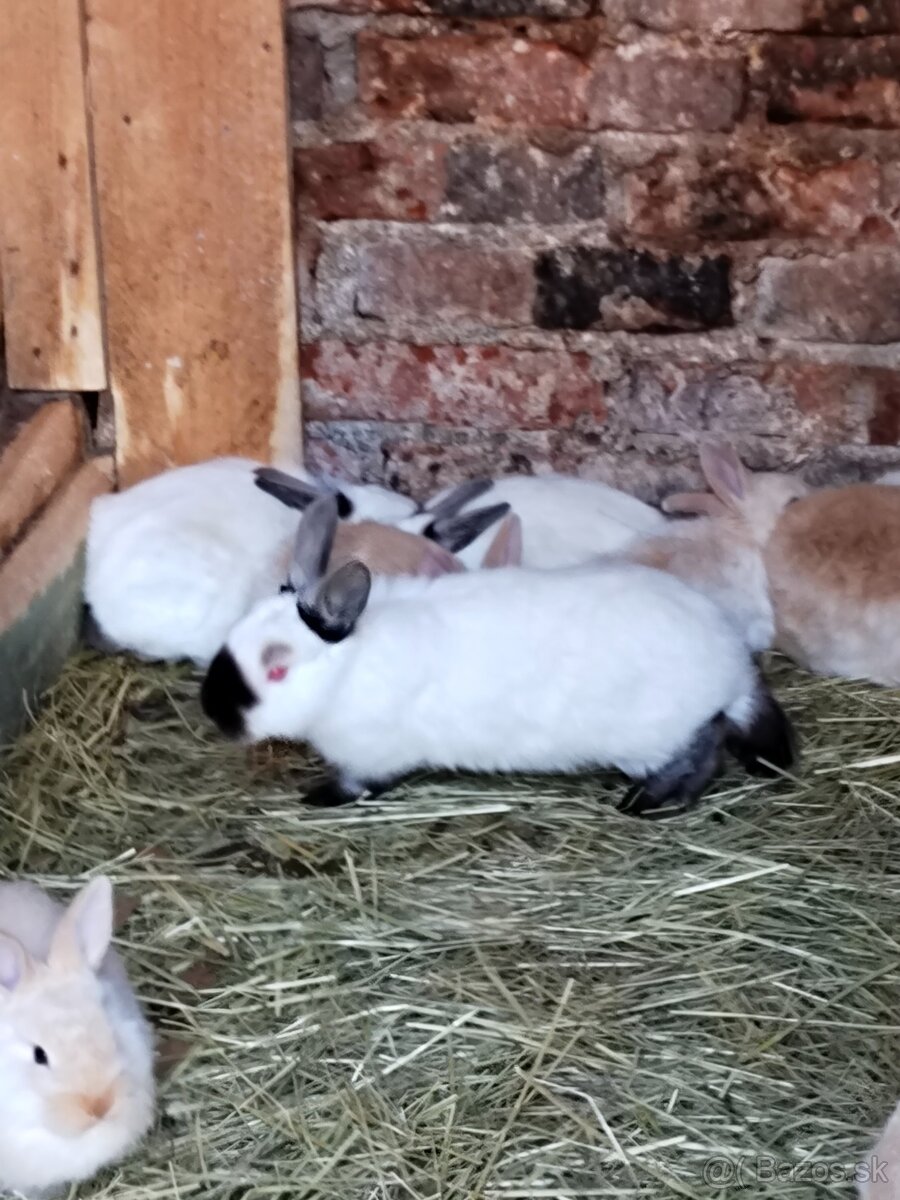 Predám kalifornský čierny - 3