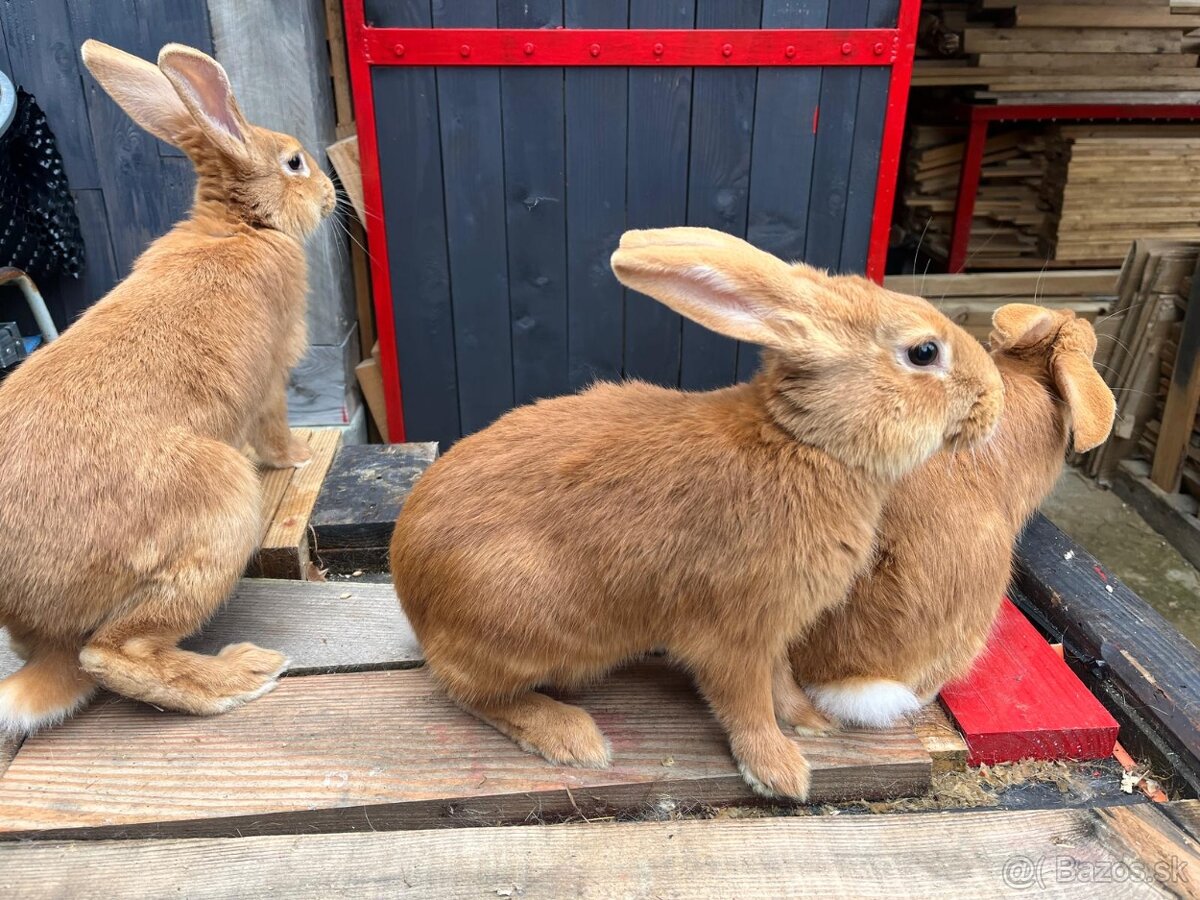Predám Burgundské králiky - 3