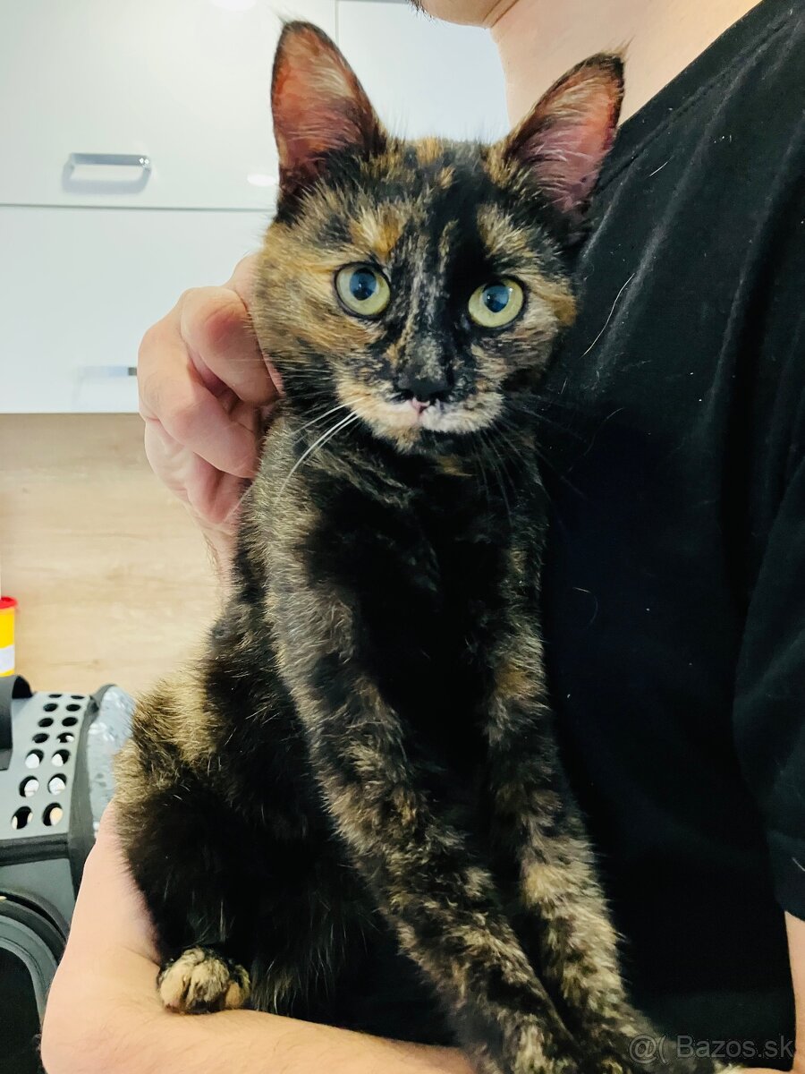 Darujeme mačičky - 3