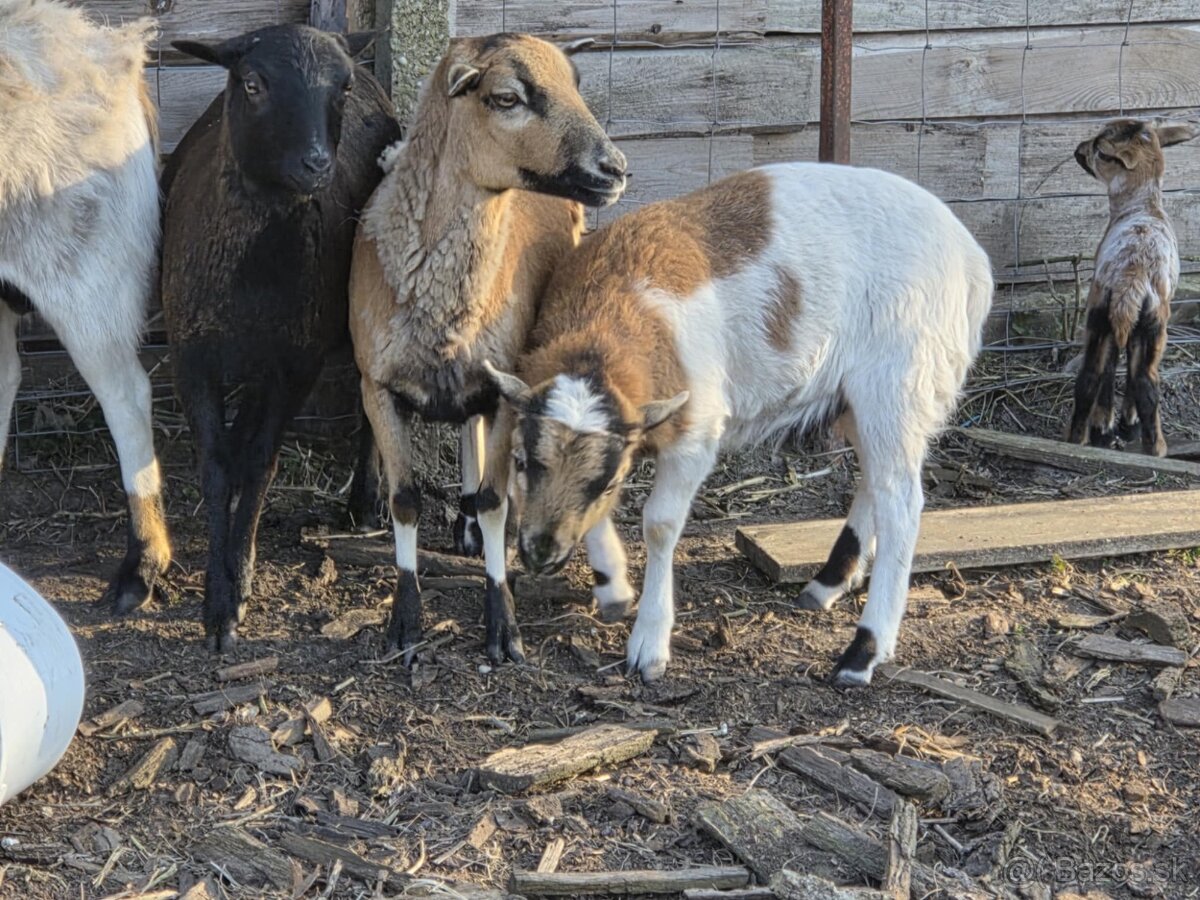 Kamerunský baranček - 3