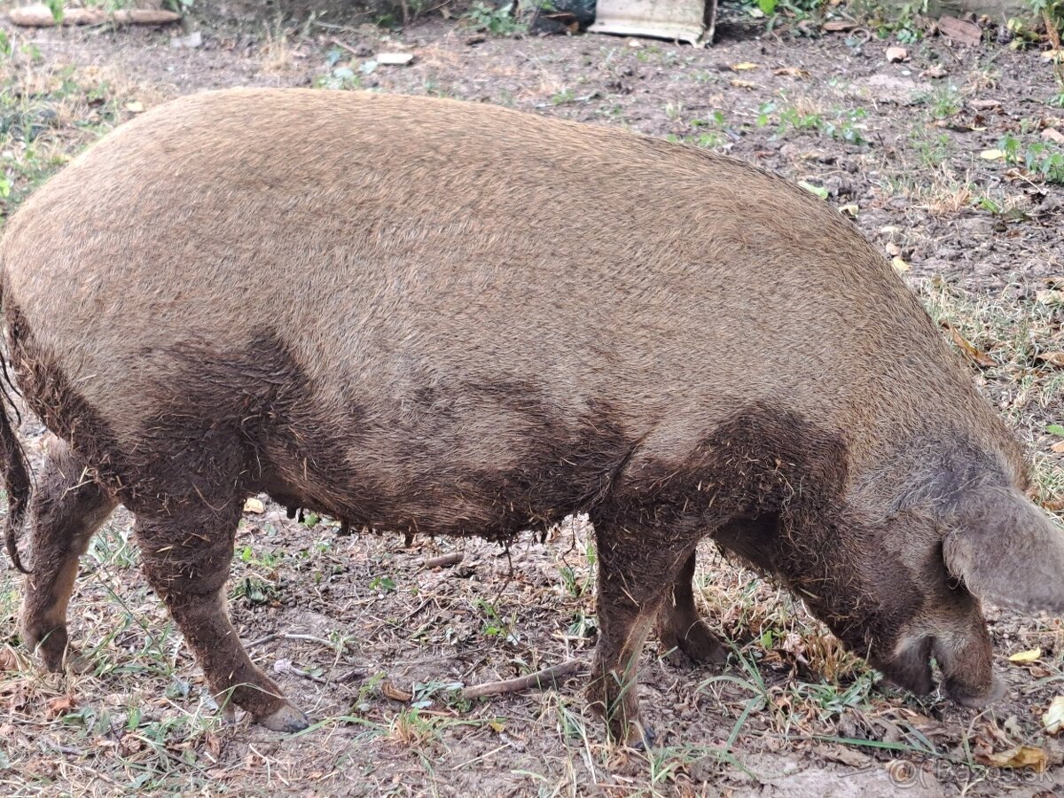 Mangalica prasná - 3