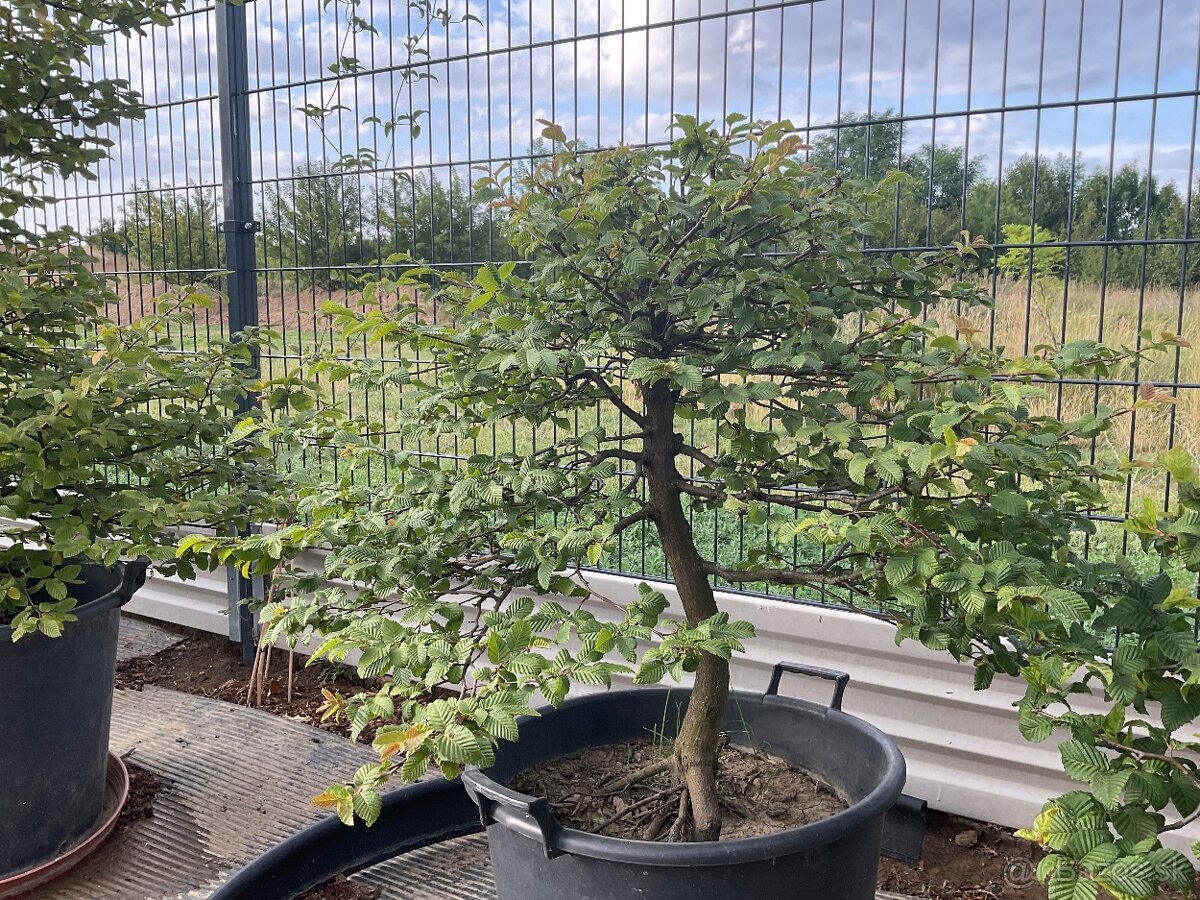 Predám yamadori - 3