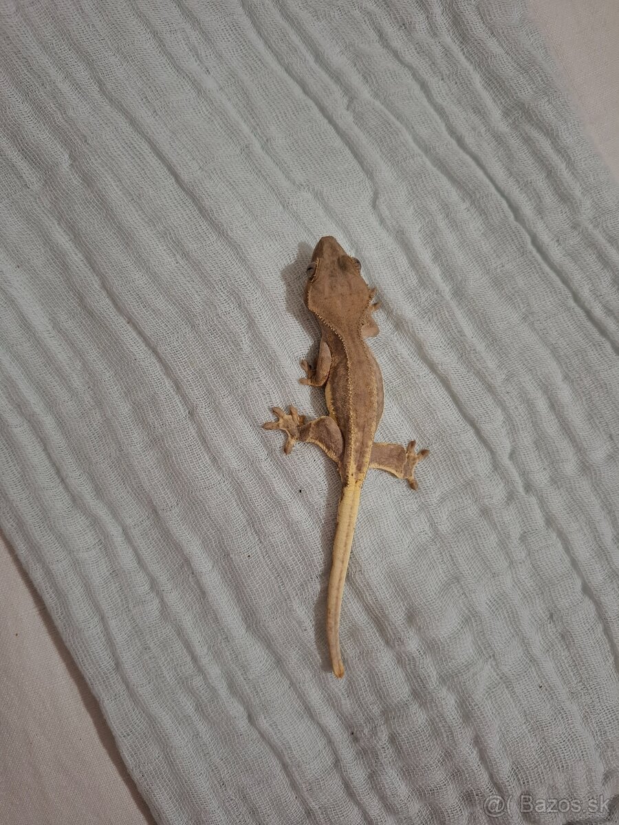 Pagekón riasnaty - 3