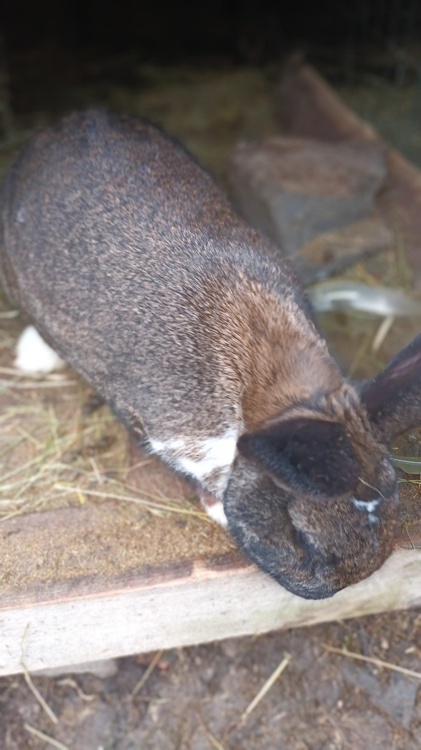 Predám zajace na ďalší chov - 3