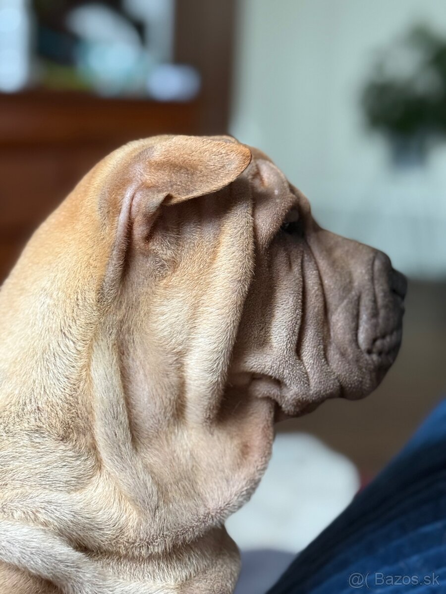 Šteniatka Shar Pei po rodičoch Európskych šampiónov na preda - 3