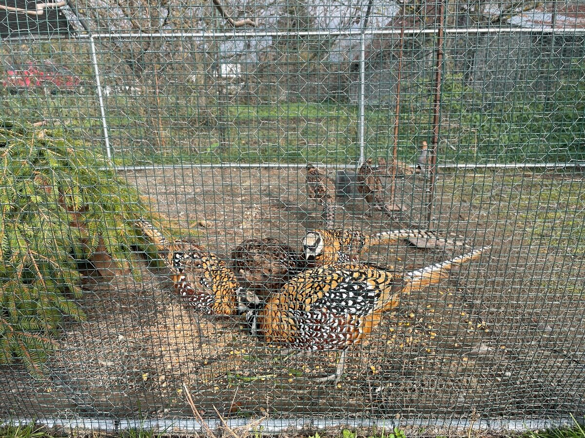 Bažant kráľovsky - 3