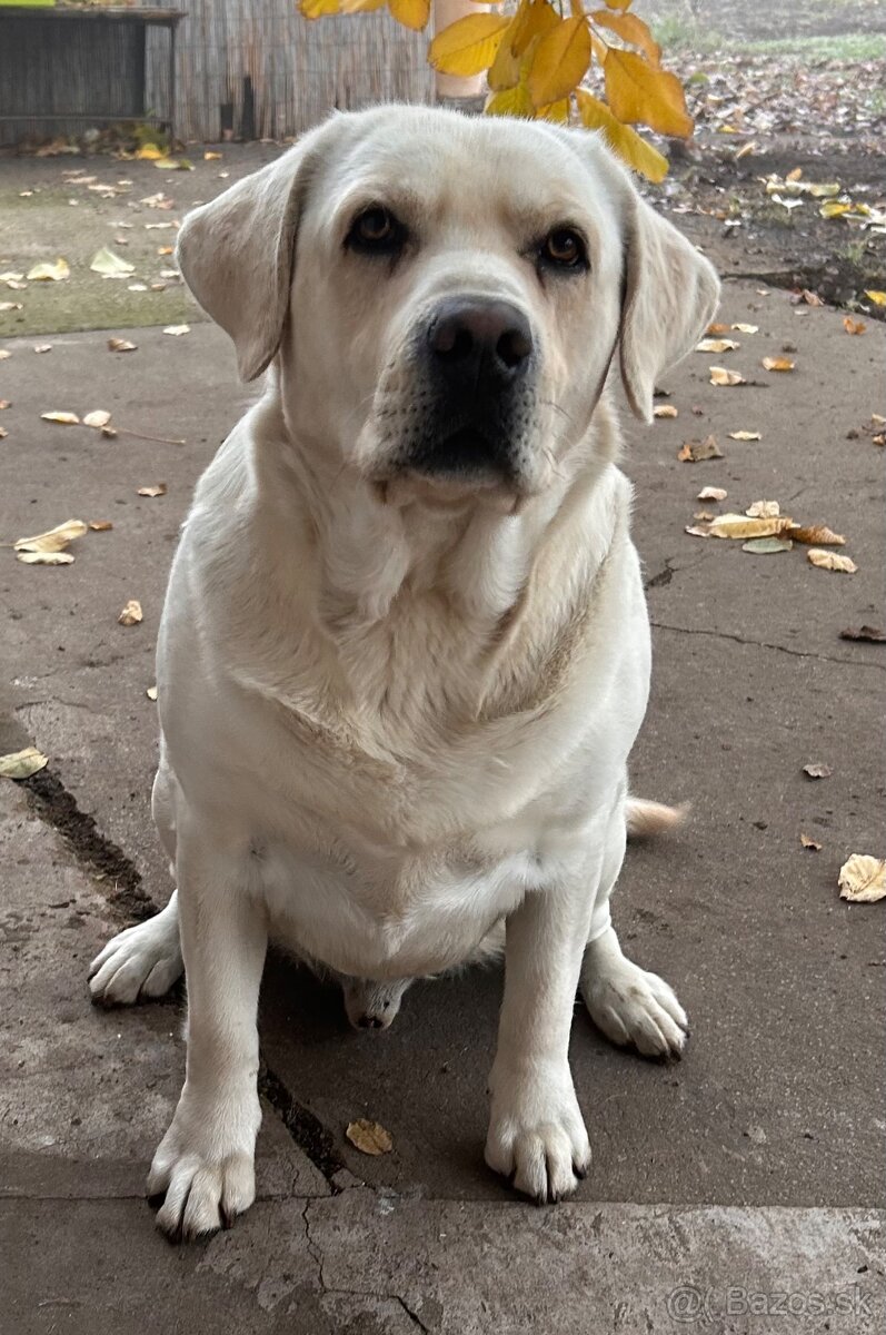 Labrador retriever gold - 3