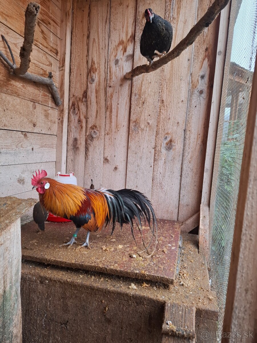 Fenixky, sliepky - 3