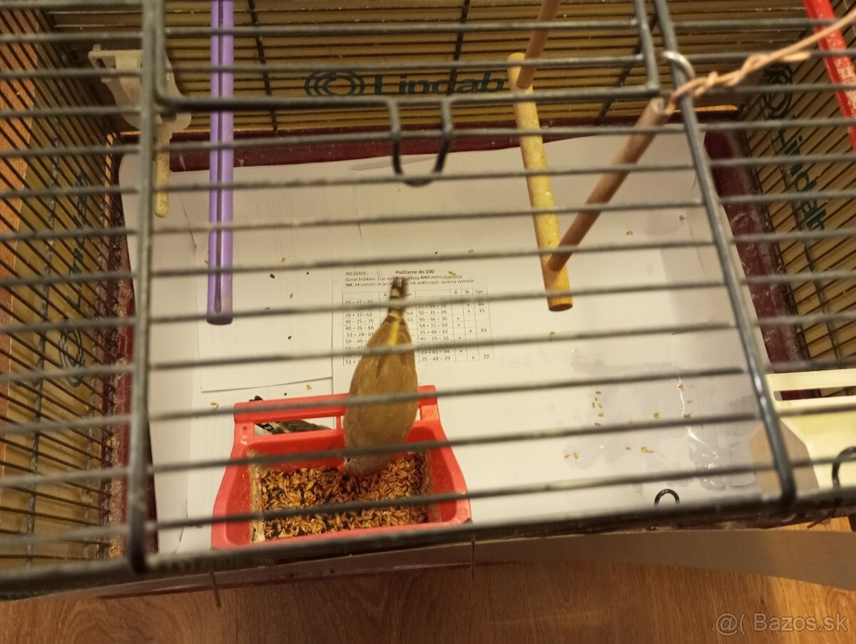 Predám párik zebričiek - 3