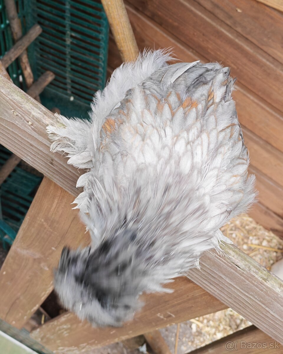 Kohútik USA satin - 3