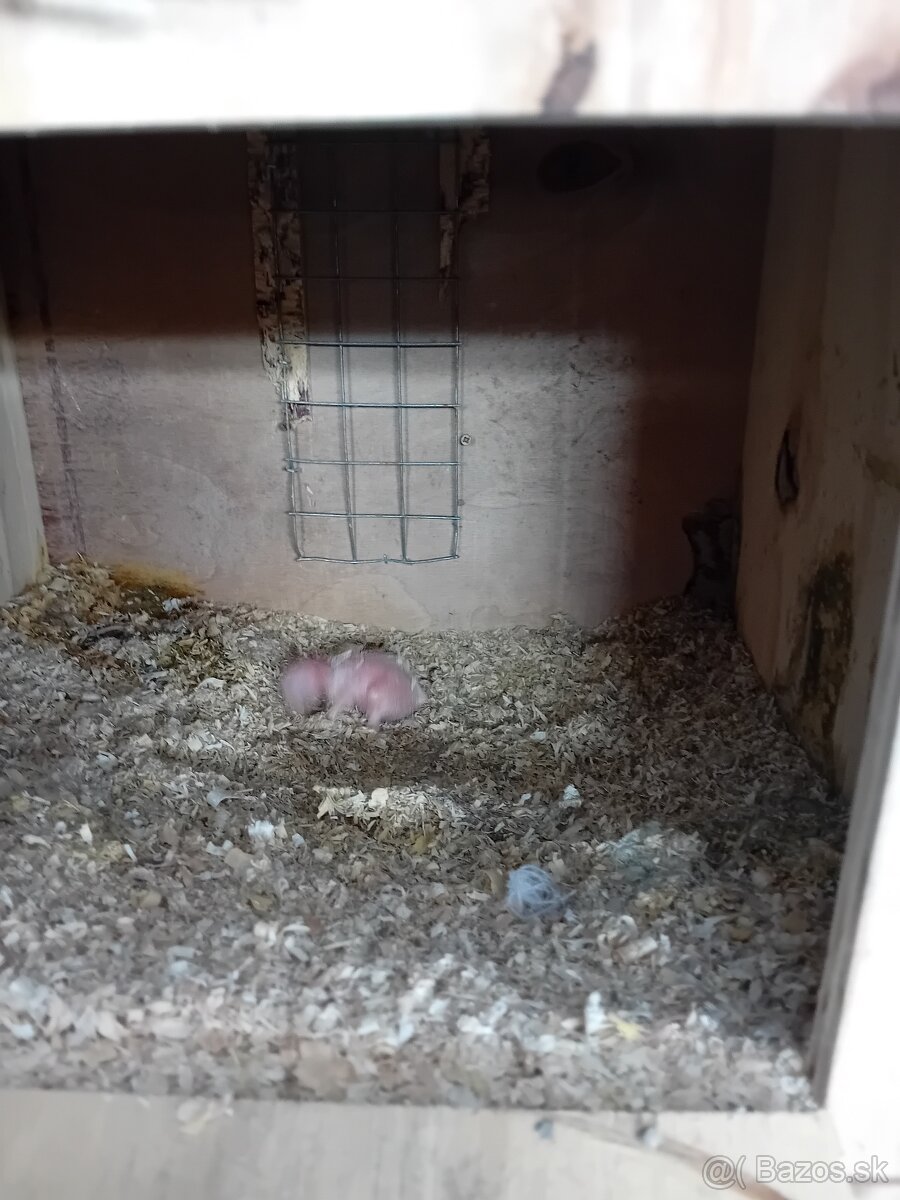 Alexander Čínský - 3