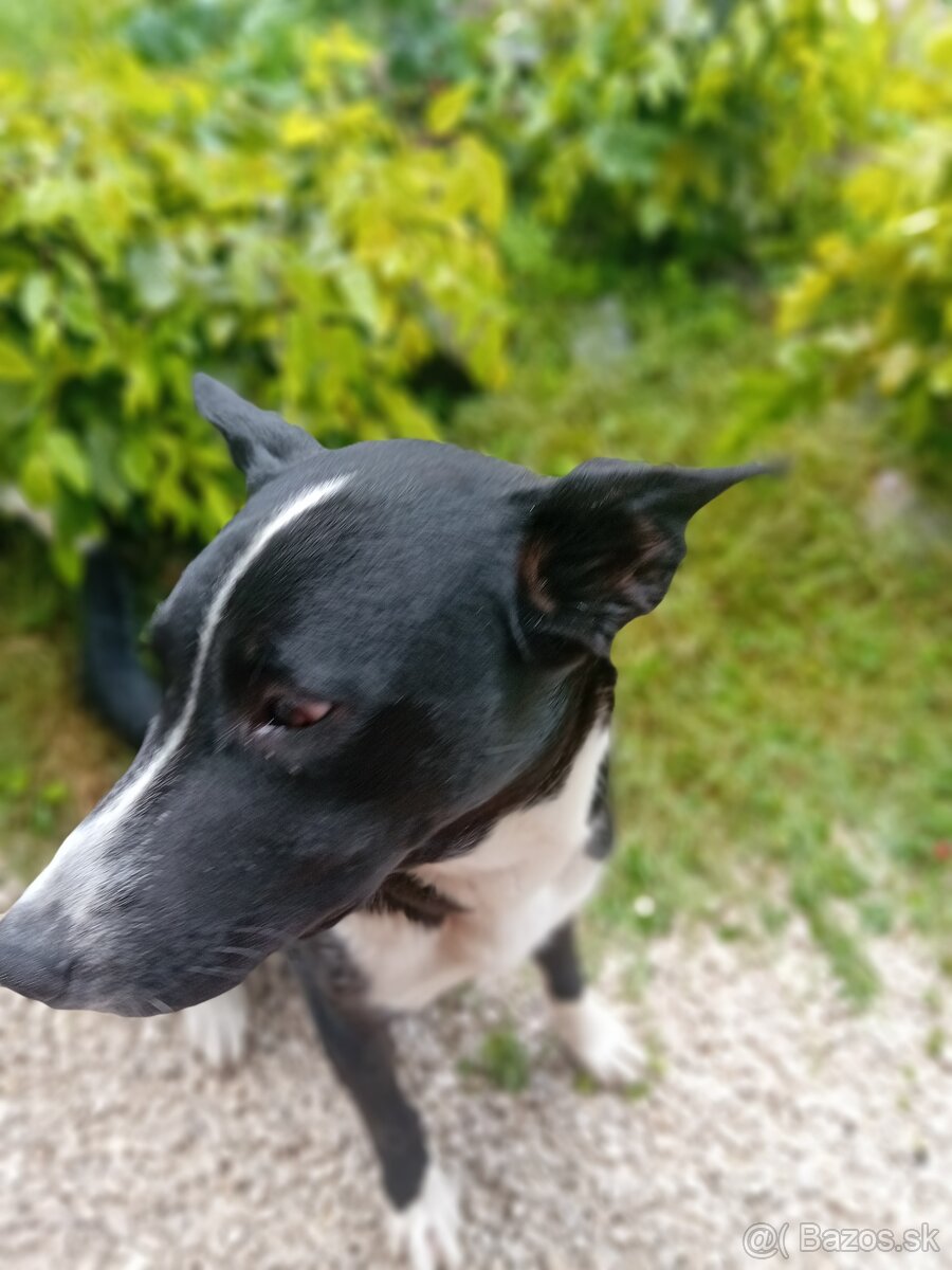Maxík do dobrych rúk - 3