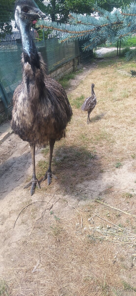 Emu - 3