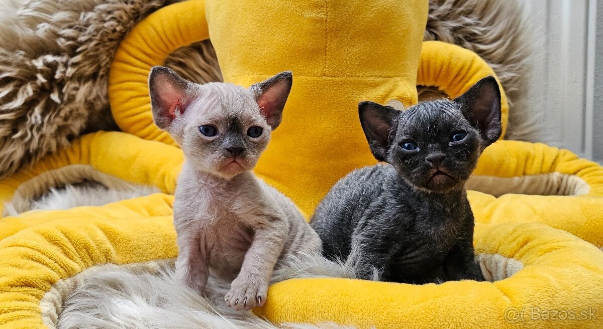 Devon rex koťátka s průkazem původu - 3