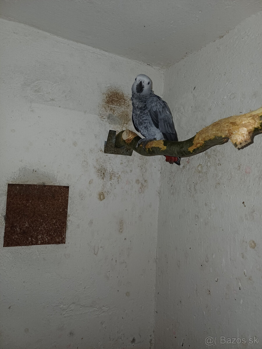 Predám samičku Žako kongo - 3