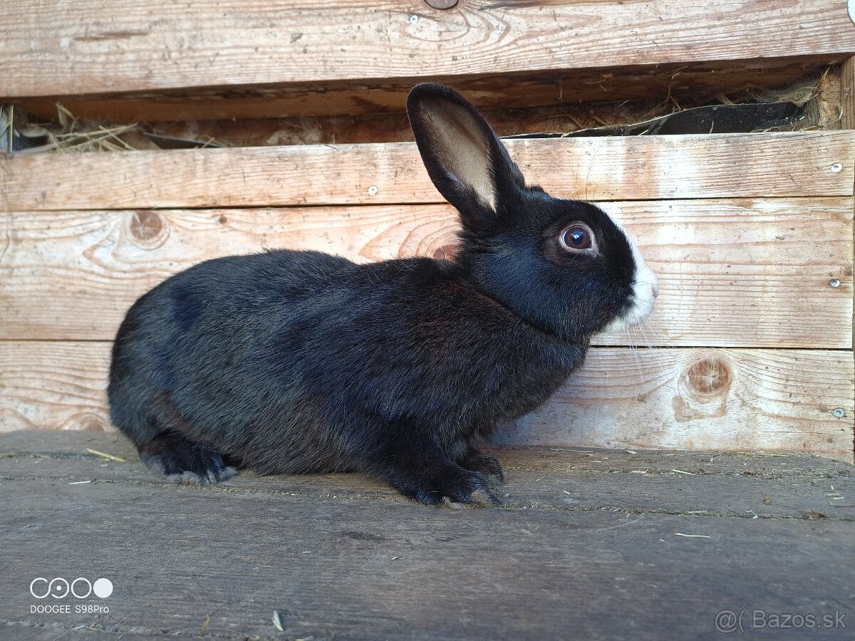 Liptovský Lysko samica - 3