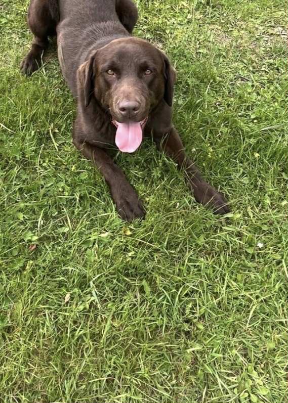 Labrador šteniatka - 3